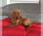 Small Photo #6 Goldendoodle Puppy For Sale in GAFFNEY, SC, USA