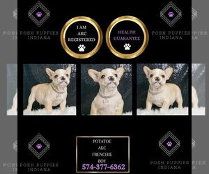 French Bulldog Puppy for sale in WARSAW, IN, USA