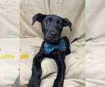 Small #3 Labrador Retriever Mix