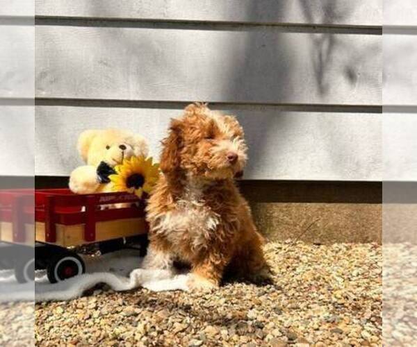 Medium Photo #3 Cavapoo Puppy For Sale in ARTHUR, IL, USA