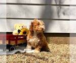 Small #2 Cavapoo