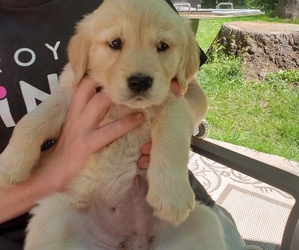 English Cream Golden Retriever Puppy for sale in ELMA, WA, USA