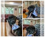 Puppy Rocket Pug