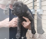 Small #9 Cane Corso