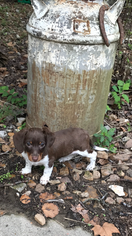 Dachshund Puppy for sale in CAMDENTON, MO, USA