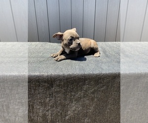 American Bully Puppy for sale in LOS ANGELES, CA, USA