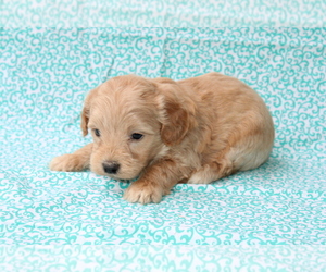 Goldendoodle (Miniature) Puppy for sale in BLOOMINGTON, IN, USA