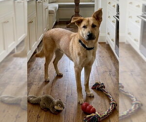 Golden Retriever-Unknown Mix Dogs for adoption in Genesee, WI, USA