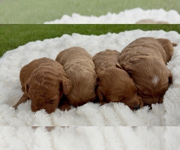 Medium Photo #23 Goldendoodle (Miniature) Puppy For Sale in RANDOLPH, WI, USA