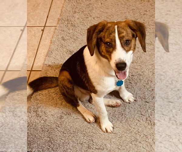 Medium Photo #3 Beagle-Unknown Mix Puppy For Sale in Boston, MA, USA