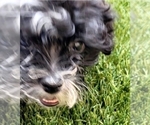 Small Photo #19 Maltipoo Puppy For Sale in LAKESIDE, CA, USA