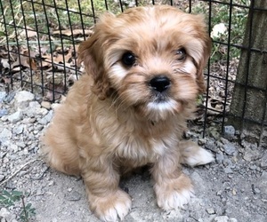 Cavapoo Puppy for sale in FREDERICKSBURG, VA, USA