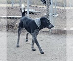 Small #7 Mutt