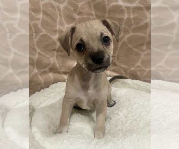 Medium Photo #3 Chihuahua Puppy For Sale in Menifee, CA, USA