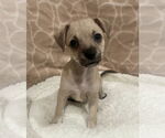 Small #2 Chihuahua