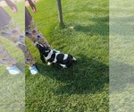 Small #21 Basset Hound