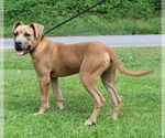 Small #1 American Pit Bull Terrier Mix