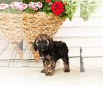 Small #1 Cocker Spaniel-Poodle (Miniature) Mix