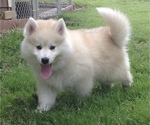 Small Photo #41 Pomsky Puppy For Sale in BAXTER, TN, USA