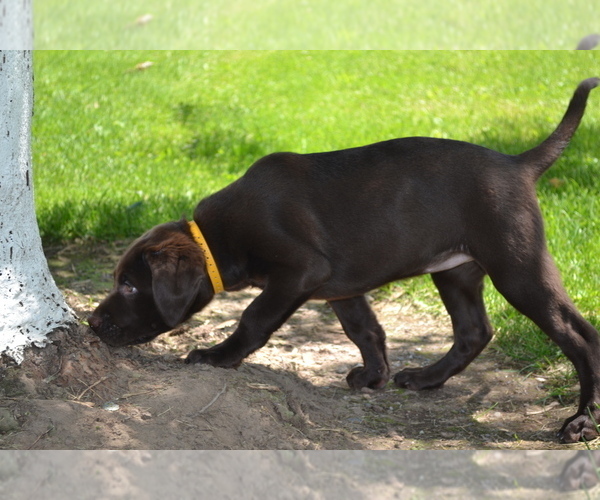 Medium Photo #23 Labrador Retriever Puppy For Sale in GREENWOOD, WI, USA
