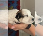 Small #8 Pembroke Welsh Corgi-Poodle (Miniature) Mix