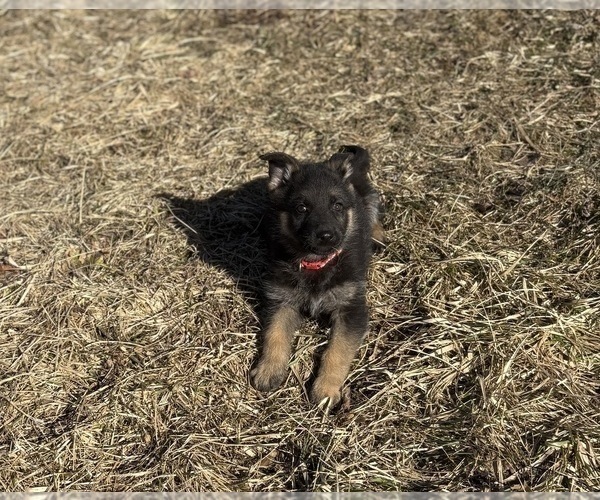 Medium Photo #2 German Shepherd Dog Puppy For Sale in SUMPTER TWP, MI, USA