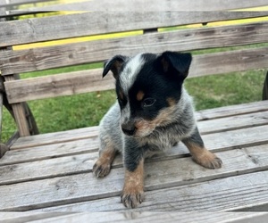 Australian Cattle Dog Puppy for Sale in WACO, Texas USA