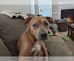 Small #2 American Pit Bull Terrier-American Staffordshire Terrier Mix