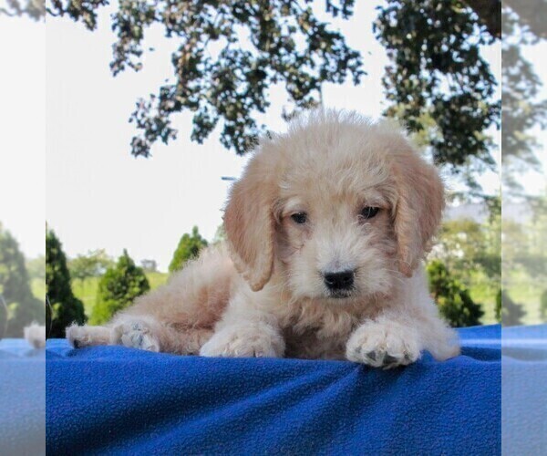 Medium Photo #1 Labradoodle-Poodle (Miniature) Mix Puppy For Sale in GAP, PA, USA