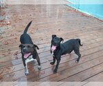 Small Photo #28 American Pit Bull Terrier-Labrador Retriever Mix Puppy For Sale in Murfreesboro, NC, USA