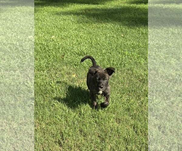 Medium Photo #1 German Shepherd Dog-Unknown Mix Puppy For Sale in SHERBURNE, NY, USA