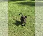 Small German Shepherd Dog Mix