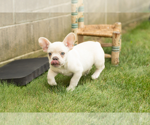 French Bulldog Puppy for sale in NAPPANEE, IN, USA