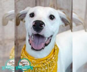 American Bulldog-Unknown Mix Dogs for adoption in Kennesaw, GA, USA