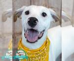 Small American Bulldog Mix