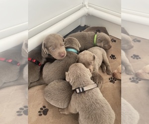 Labrador Retriever Puppy for sale in MUSTANG, OK, USA