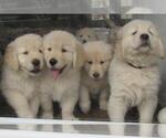 Small Photo #19 English Cream Golden Retriever Puppy For Sale in NORTHWOOD, OH, USA