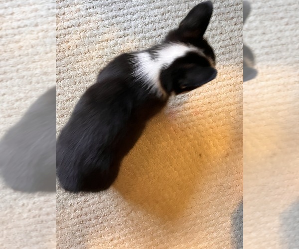 Medium Photo #20 Pembroke Welsh Corgi Puppy For Sale in ROCKFORD, IL, USA