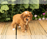 Small #25 Cocker Spaniel
