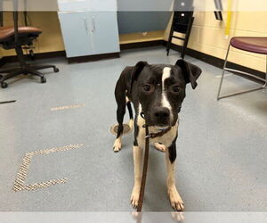 Labrador Retriever-Unknown Mix Dogs for adoption in Denver, CO, USA