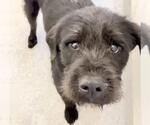 Small #1 Labrador Retriever Mix