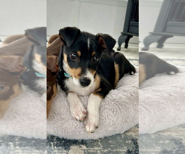 Medium Photo #3 Australian Shepherd-Chihuahua Mix Puppy For Sale in Mooresville, NC, USA