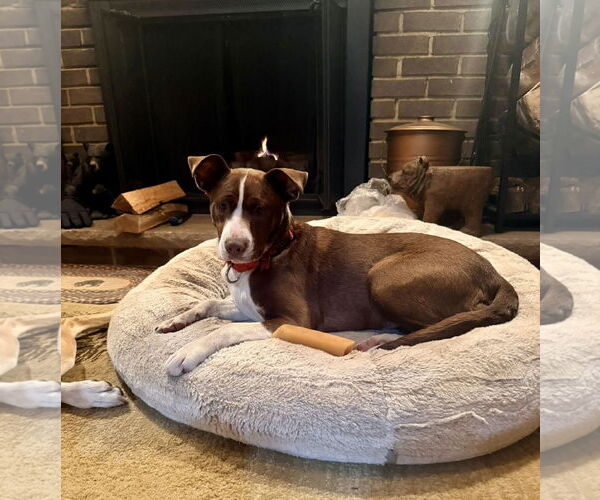 Medium Photo #17 Collie-Unknown Mix Puppy For Sale in Mount Laurel, NJ, USA