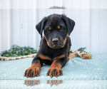 Puppy Dylan Rottweiler