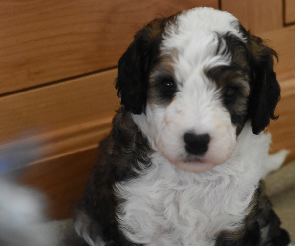 Medium Photo #10 Miniature Bernedoodle Puppy For Sale in URBANA, IL, USA
