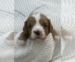 Small Photo #3 Cavalier King Charles Spaniel-Poodle (Standard) Mix Puppy For Sale in TORRANCE, CA, USA