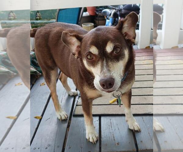 Medium Photo #2 Mutt Puppy For Sale in Rootstown, OH, USA