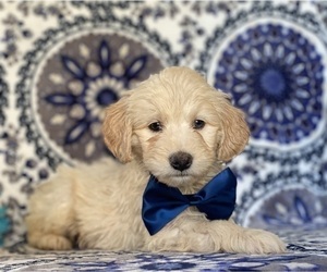 Goldendoodle (Miniature) Puppy for sale in LANCASTER, PA, USA