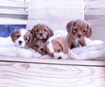 Small Cavalier King Charles Spaniel