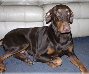 Father of the Doberman Pinscher puppies born on 08/20/2021